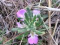 Ajuga iva